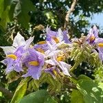 Solanum wrightii