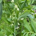 Polygonatum multiflorum Habitus