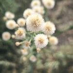 Erigeron bonariensisFlower