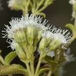 Ageratina paupercula