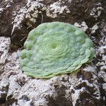 Aeonium tabulaeforme Leaf