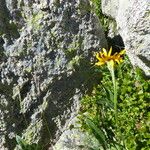 Senecio doronicum Habit