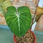 Philodendron gloriosum List