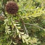 Banksia praemorsa Leaf