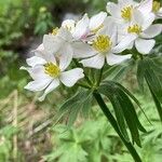 Anemonastrum narcissiflorum Blüte