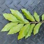 Campomanesia phaea Leaf
