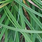 Carex divulsa Leaf