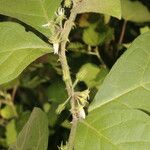 Solanum jamaicense Плод