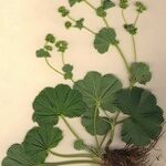 Alchemilla filicaulis ശീലം