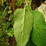 Stachys alpina ഇല