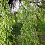 Salix babylonica Hoja