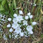 Allium massaessylum Fula