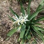 Pancratium illyricum Habit