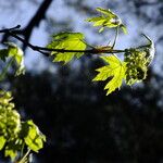 Acer macrophyllum Hoja