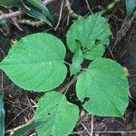 Clerodendrum speciosissimum Hábito