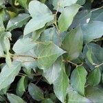 Gaultheria shallon Leaf
