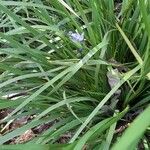 Orthrosanthus multiflorus Leaf