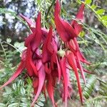 Clianthus puniceus Flor