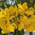 Senna multijuga Flower