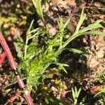 Anthemis arvensis Leaf