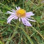 Aster alpinusFlor