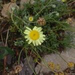 Leucanthemopsis pallida Λουλούδι