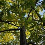 Juglans nigra Libunga