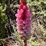 Satyrium carneumപുഷ്പം