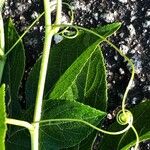 Passiflora incarnata Casca