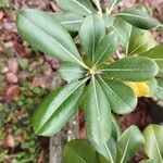 Pittosporum heterophyllum Lapas