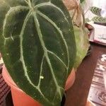 Anthurium crystallinumLeaf