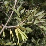 Fraxinus dimorpha Otro