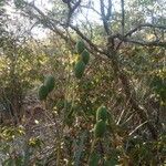 Aloe divaricata Plod