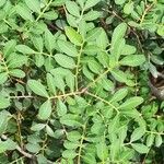 Pistacia × saportae Frunză