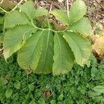 Sauromatum venosum Leaf