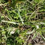 Campanula scheuchzeri Leaf