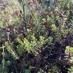 Hypericum empetrifolium Leaf