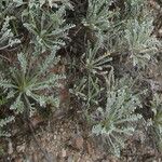 Artemisia caerulescens Hoja