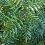 Rhus copallinum Blad