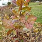 Rhus aromatica Leaf