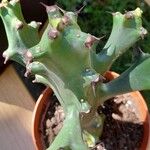 Euphorbia antiquorum Bark