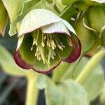 Helleborus foetidus 花