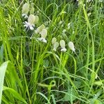 Silene vulgarisFlors