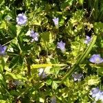 Wahlenbergia hederacea Hoja
