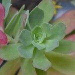 Sedum palmeri葉