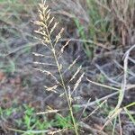 Sporobolus pyramidalis Flower