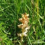 Orobanche caryophyllacea Staniste