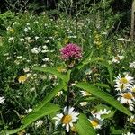 Eutrochium maculatum Fiore