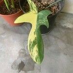 Philodendron panduriforme List