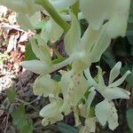 Orchis provincialis Flor